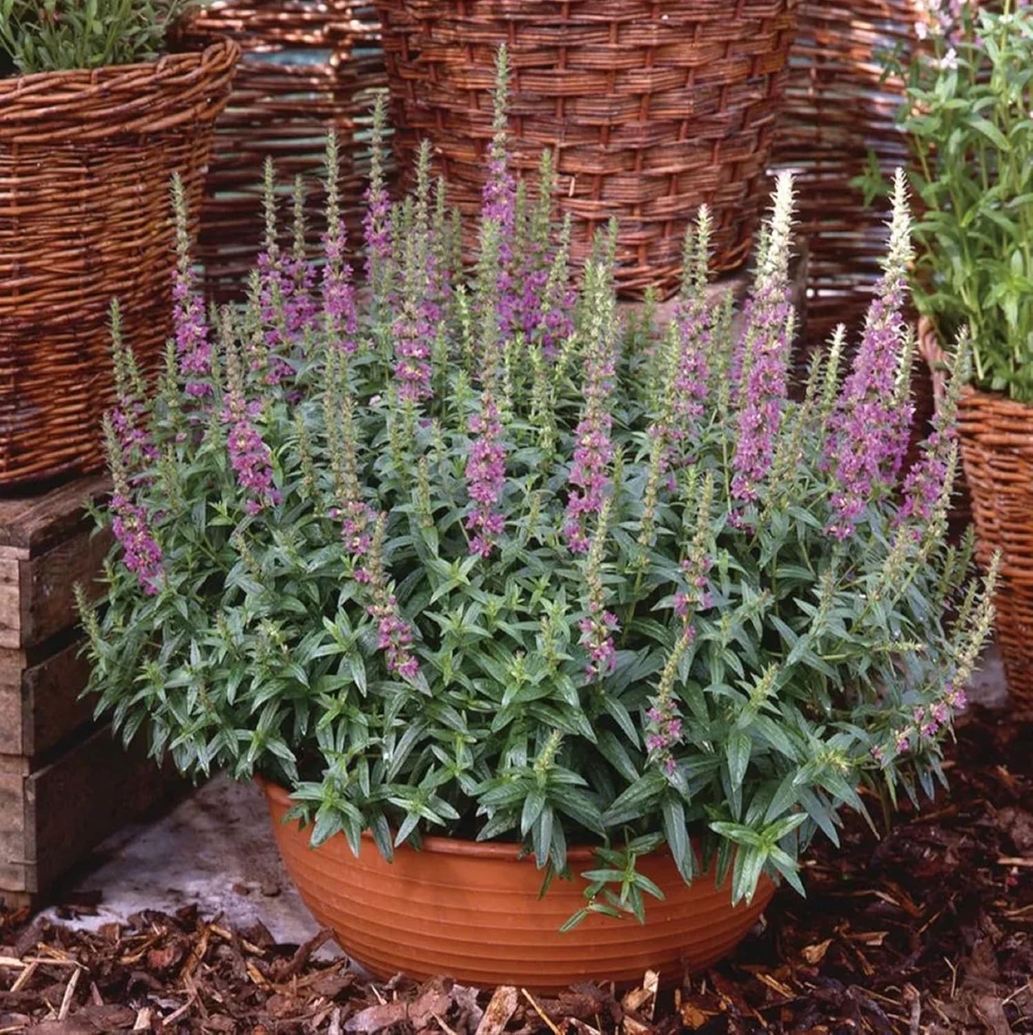 CHUXAY GARDEN Lythrum Salicaria-Purple Loosestrife,Lentrife morada,Purple Lythrum 10 semillas Lythrum Rosy Gem Wildflower Perenne Floración para