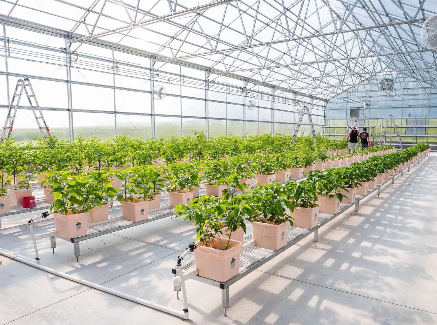 Pepper Joe’s Felicity – Semillas de pimiento  Paquete de 10 semillas de jalapeño sin calor  Cultivadas en Estados Unidos  Semillas de jalapeño dulce