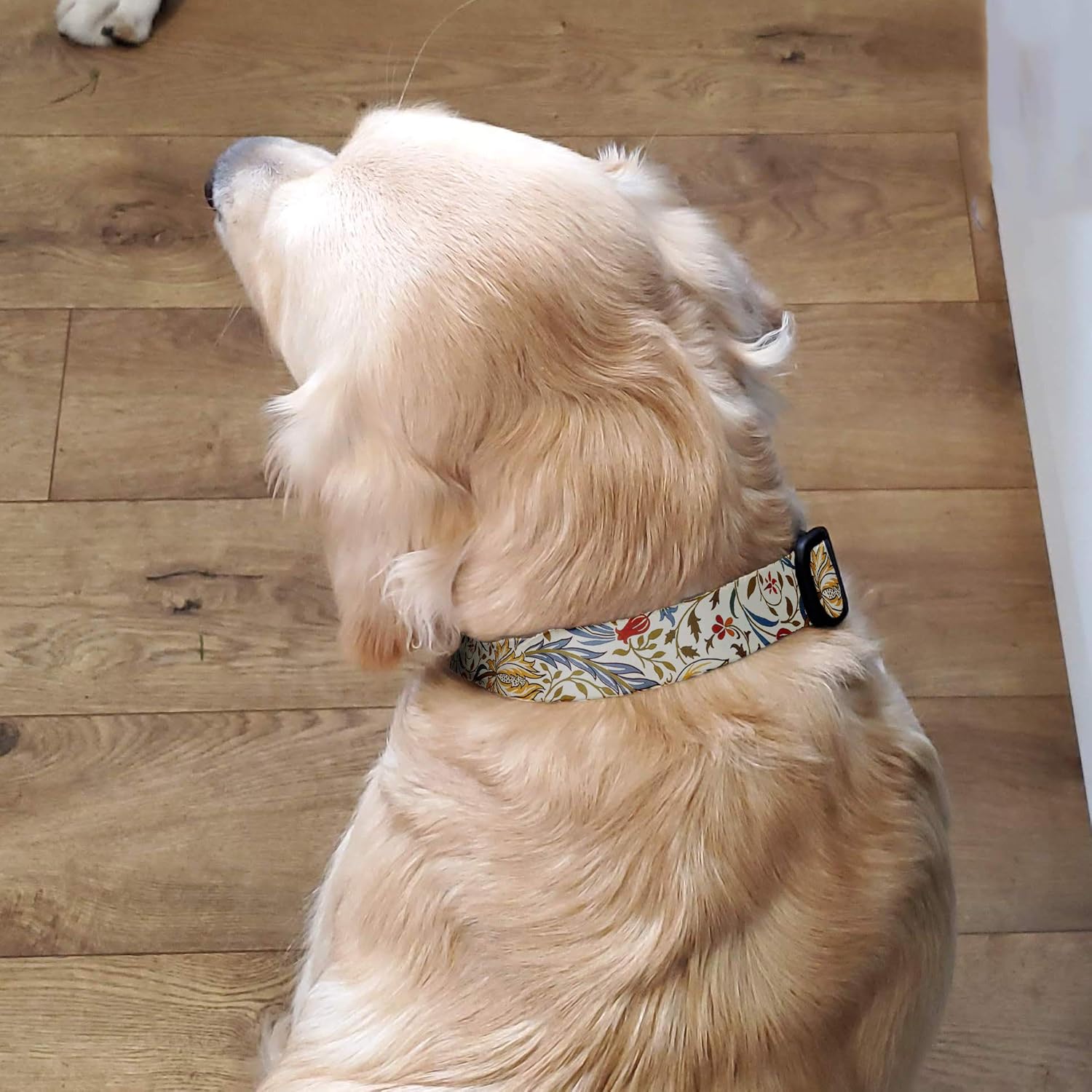 Buttonsmith – Collar artístico para perro, impresión a prueba de decoloración, hebilla de grado militar, fabricado en los Estados Unidos, Morris