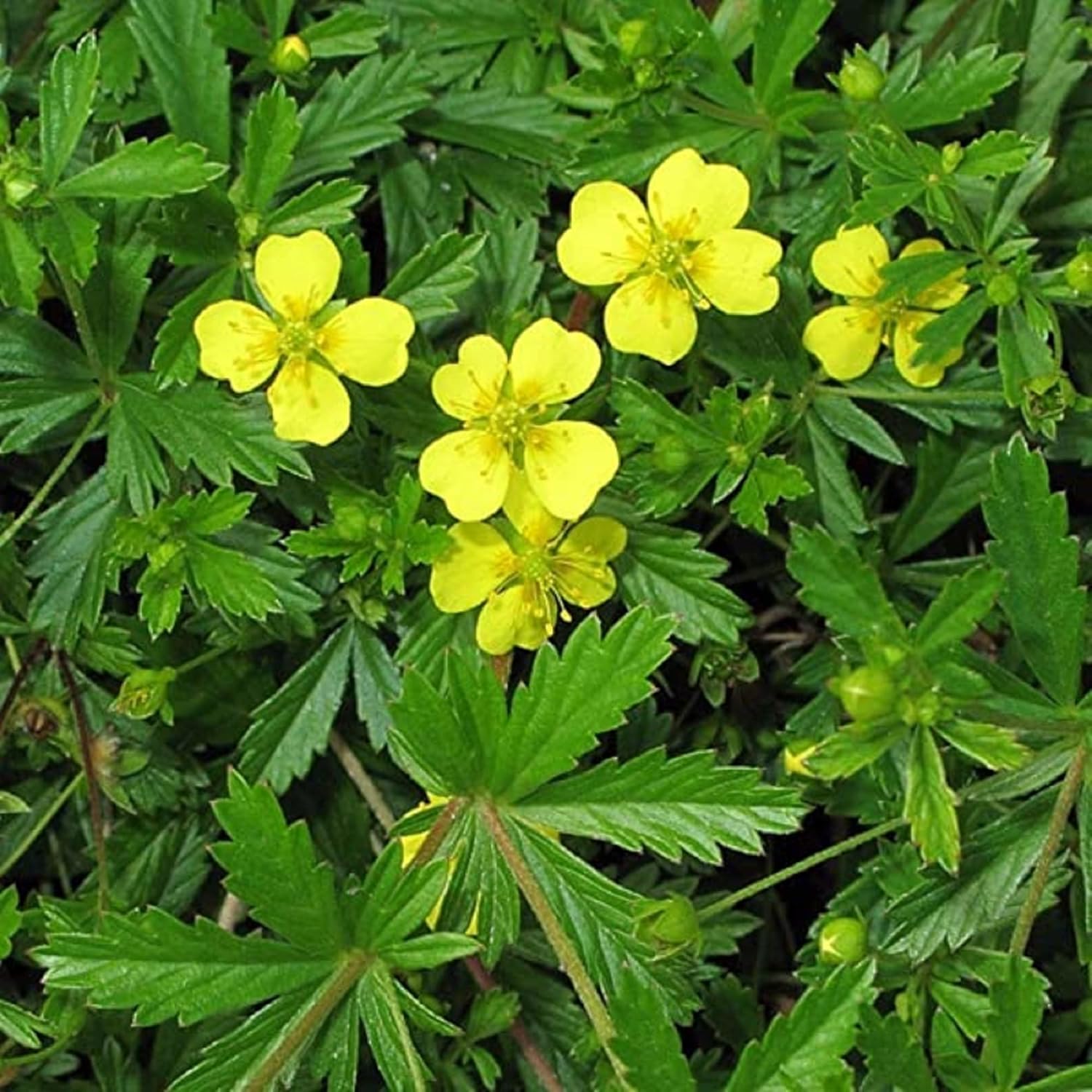CHUXAY GARDEN 30 semillas Bigflower Cinquefoil ‘Potentilla Fissa’, frondoso Cinquefoil Precioso paisaje de flores amarillas rocas que crece en