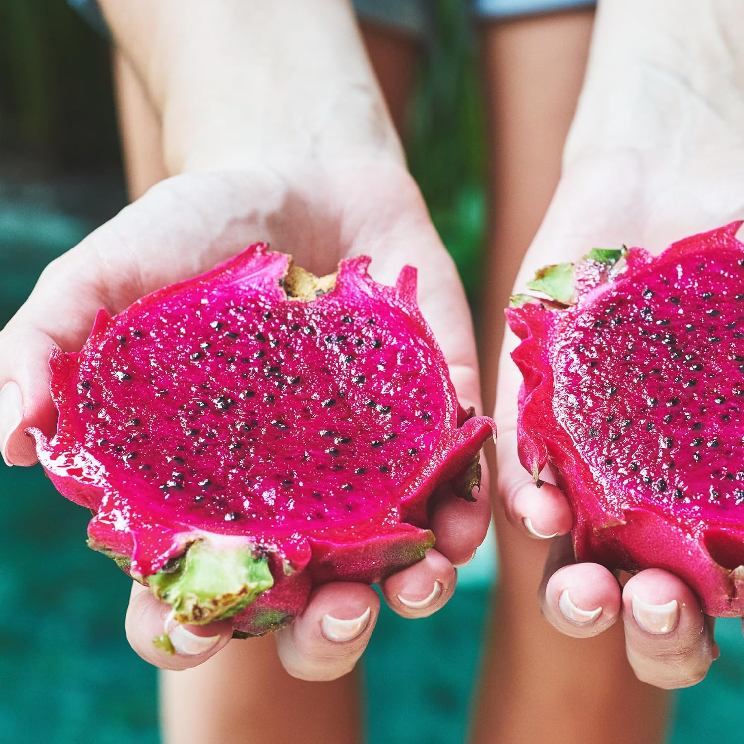 Wilderness Poets Polvo de fruta de dragón liofilizado – Pitahaya rosa (32 onzas)