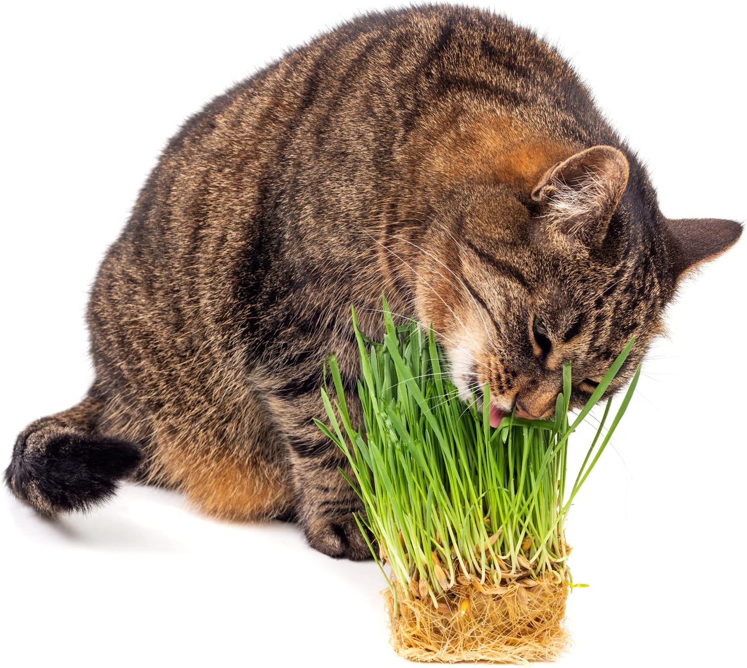 Semillas de hierba gatera para brotar – Trigo rojo duro de invierno, sin OMG, hierba de trigo de alta germinación (14 libra)