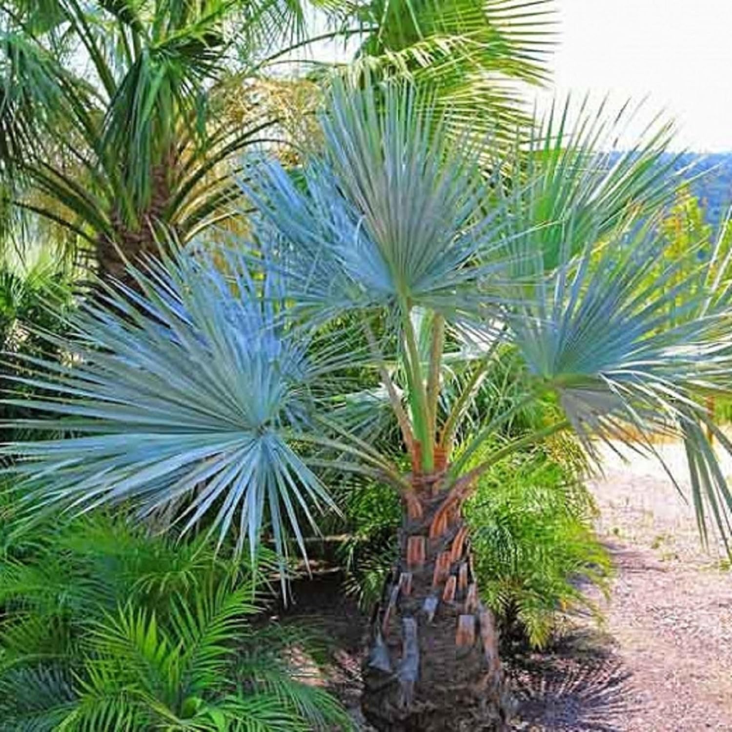 CHUXAY GARDEN Semilla de palmera de abanico azul mexicano Hesper 10 semillas Brahea Armata Árbol de hoja perenne llamativa Planta de paisajismo Gran