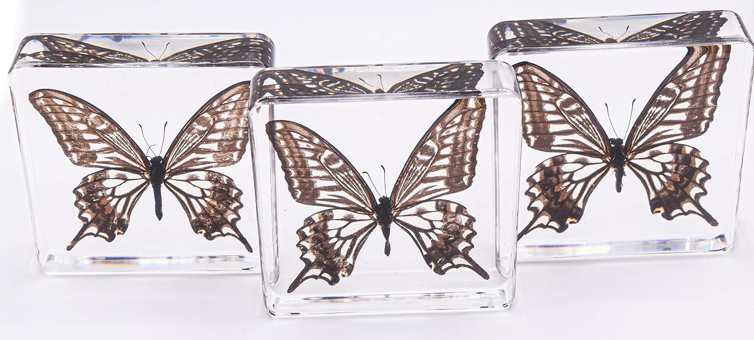 Mariposa de cola de golondrina real de 2.953 in en resina de lucita cristalina, colección de manualidades de taxidermia preservada para biología,