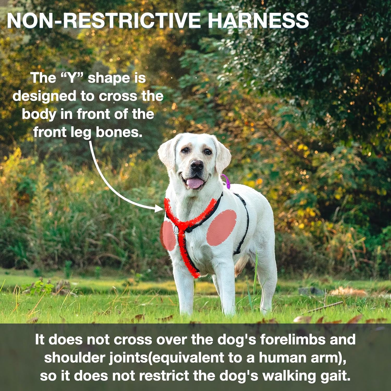 Arnés para perro fácil de caminar y entrenar, sin tirones, arnés no restrictivo con hebilla para el cuello, correas de nailon, anillos en D de