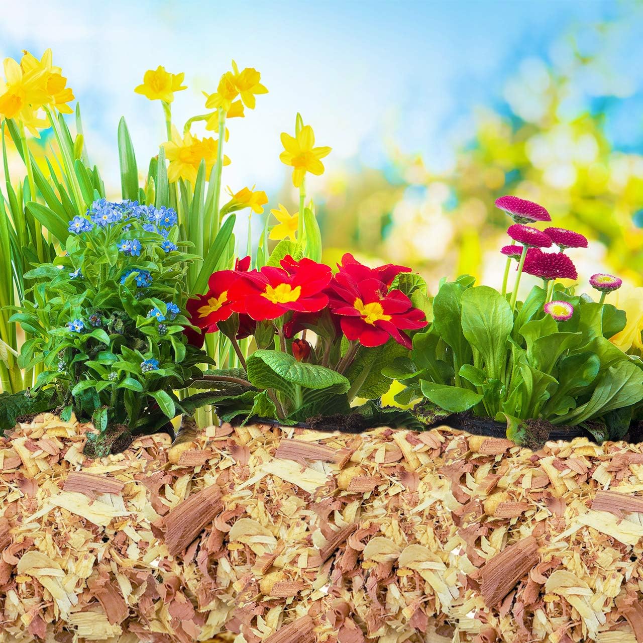 Virutas de cedro 100% naturales  Mantillo  Ideal para plantas en macetas al aire libre o interior  Ropa de cama para perros (16 cuartos de galón)