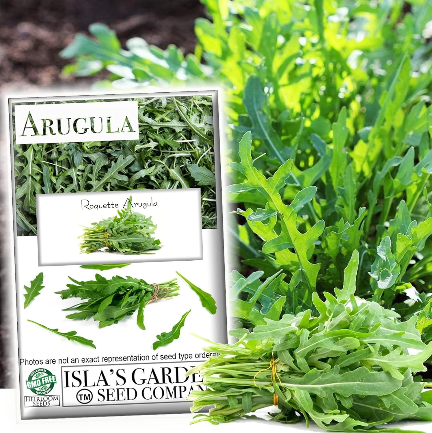 Semillas “Roquette Rúcula” para plantar, más de 1000 semillas tradicionales por paquete, semillas sin OMG, (semillas de jardín de Isla), nombre
