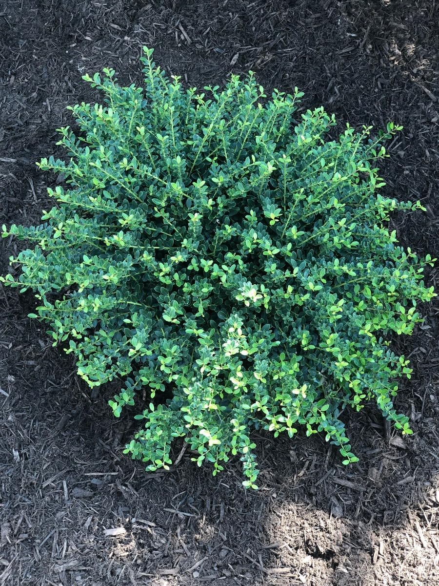 Helleri – Arbusto de acebo  3 plantas vivas I Ilex Cornutal  Árbol de hoja perenne compacto ideal para bordes bajos, jardines formales y
