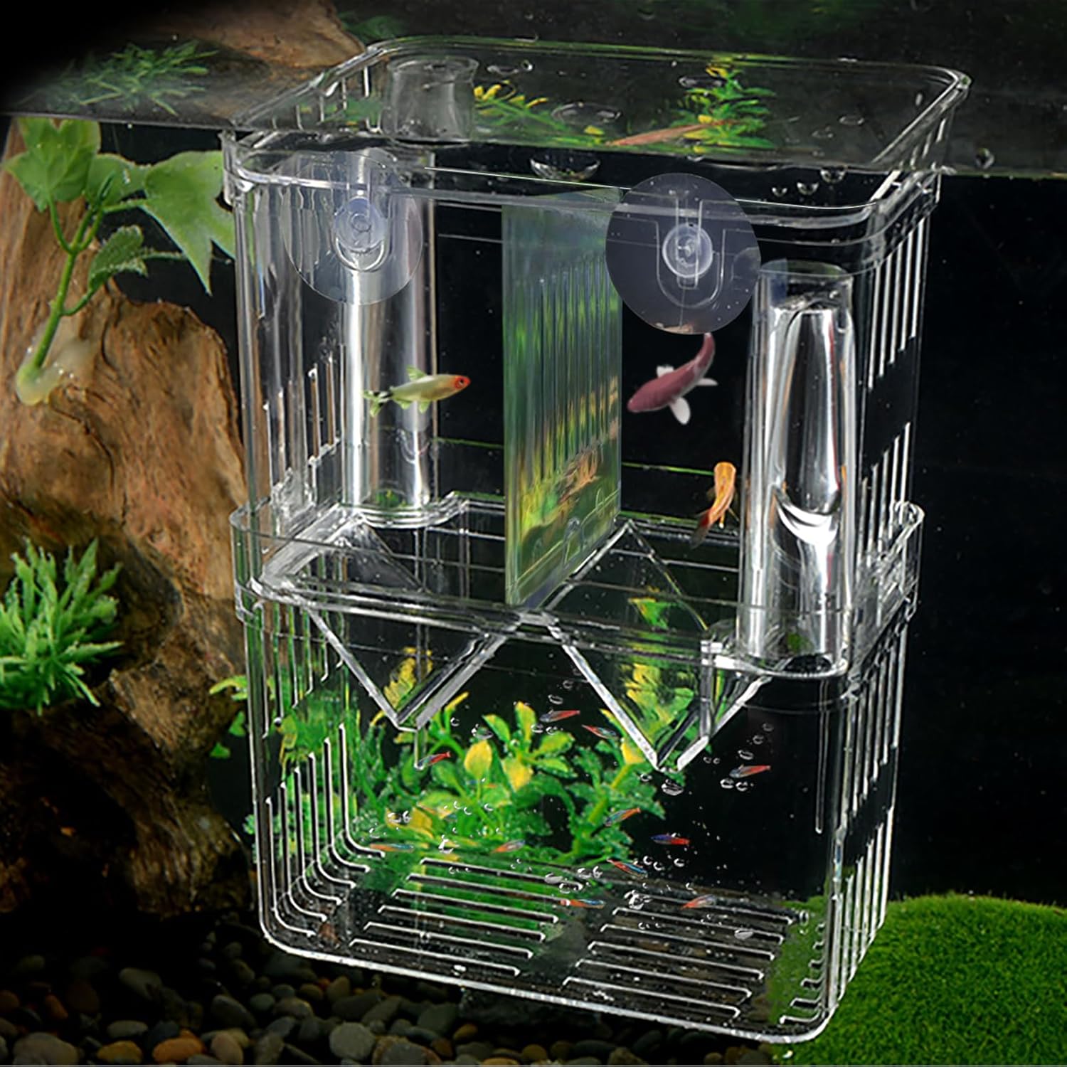 WishLotus Caja de cría de peces, caja criadora suspendida para pecera con ventosas, caja de aislamiento de peces de acuario multifuncional,