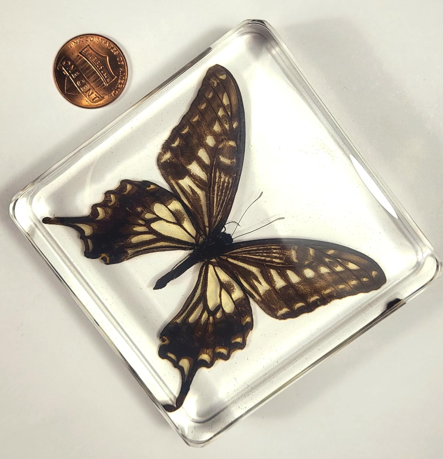 Mariposa de cola de golondrina real de 2.953 in en resina de lucita cristalina, colección de manualidades de taxidermia preservada para biología,