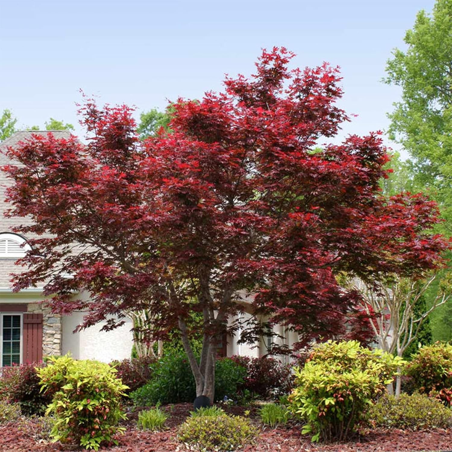 10 semillas de árbol de arce japonés Bloodgood, (Acer Palmatum), hoja de arce japonés de cinta roja, lóbulo palmeado. QAUZUY GARDEN
