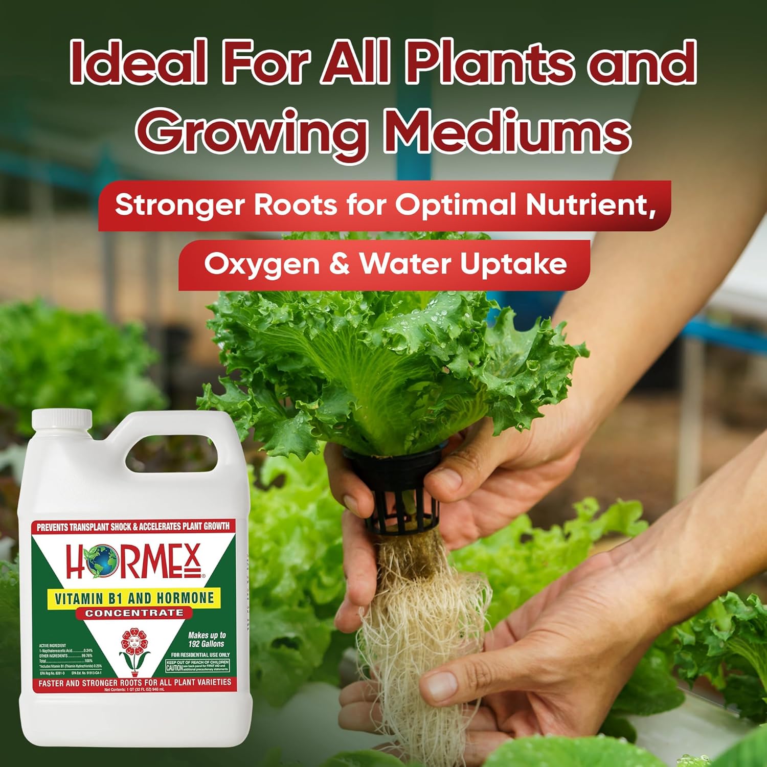 Hormex Concentrado de hormona líquida de enraizamiento con B1 – Estimulador de crecimiento de raíces para plantas fuertes y saludables – Previene el