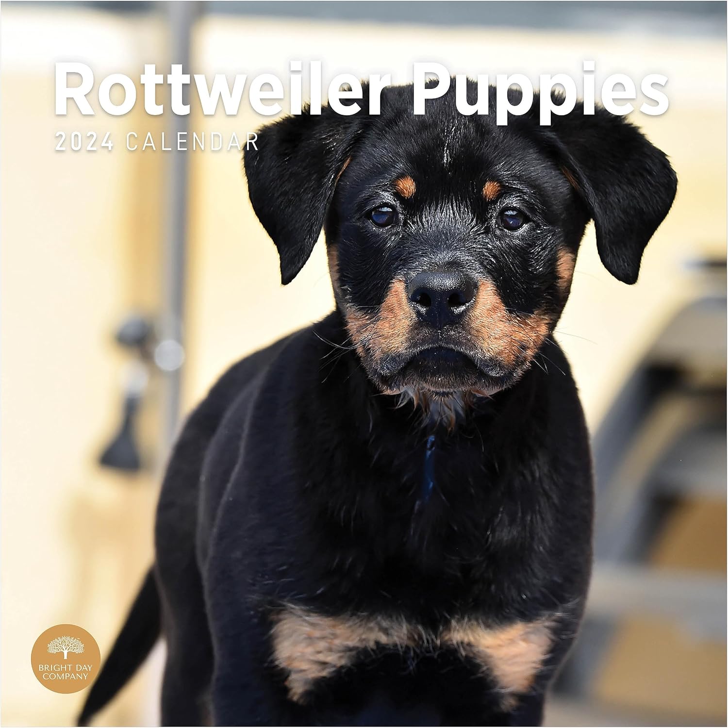Bright Day – Calendario mensual de pared de cachorros Rottweiler 2024, 12 x 12 pulgadas