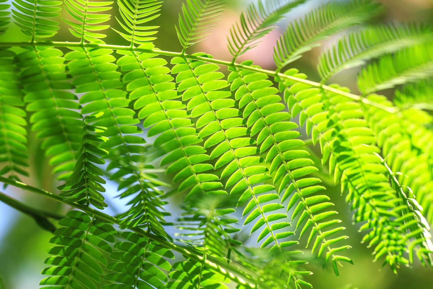 Albizia julibrissin Rosea Árbol de Seda Persa Rosa 30 Semillas (Albizia julibrissin f. rosea)