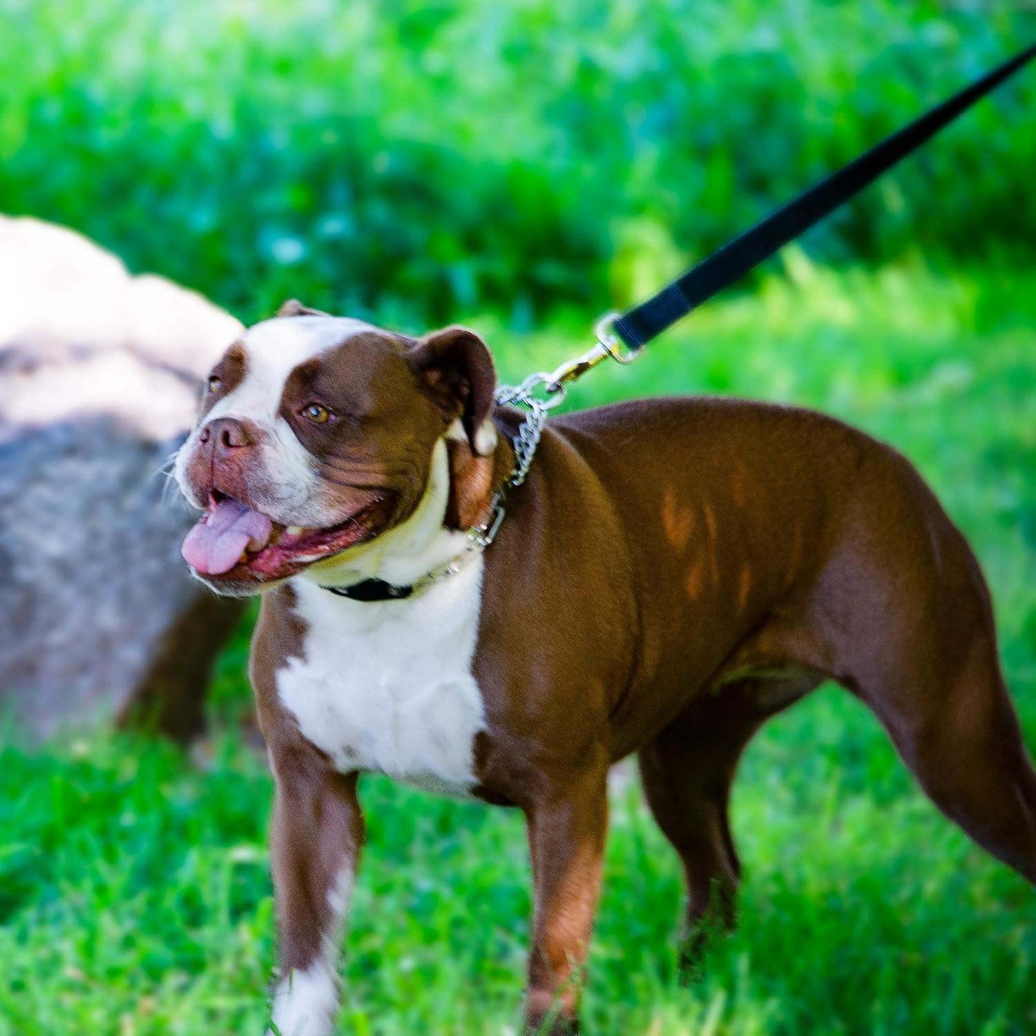 Herm Sprenger – Collar de punta para entrenamiento de perros  Hebilla de liberación rápida y anillo giratorio para un fácil uso  Hecho de acero