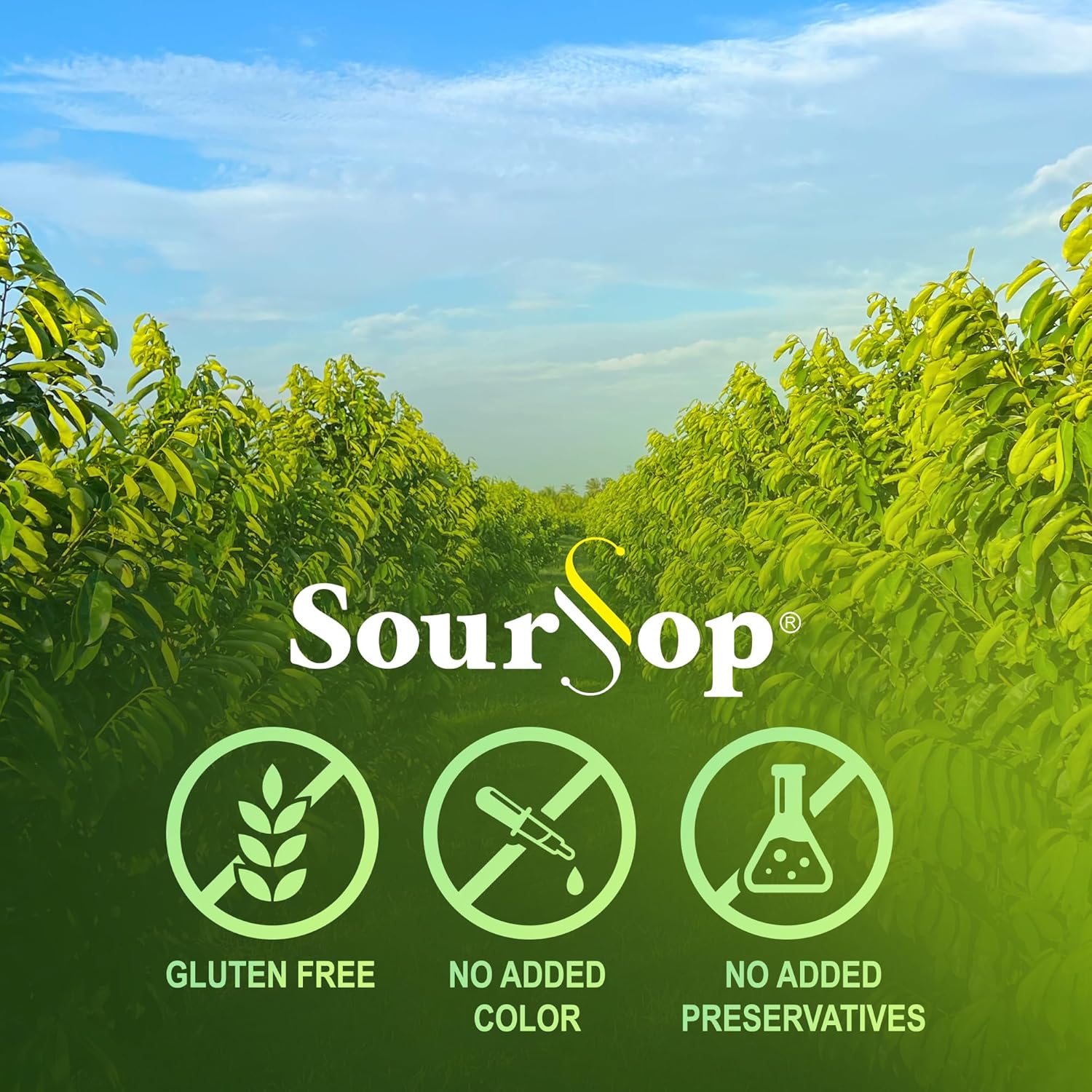 Soursop Té de hojas de graviola 30 bolsas de té orgánico
