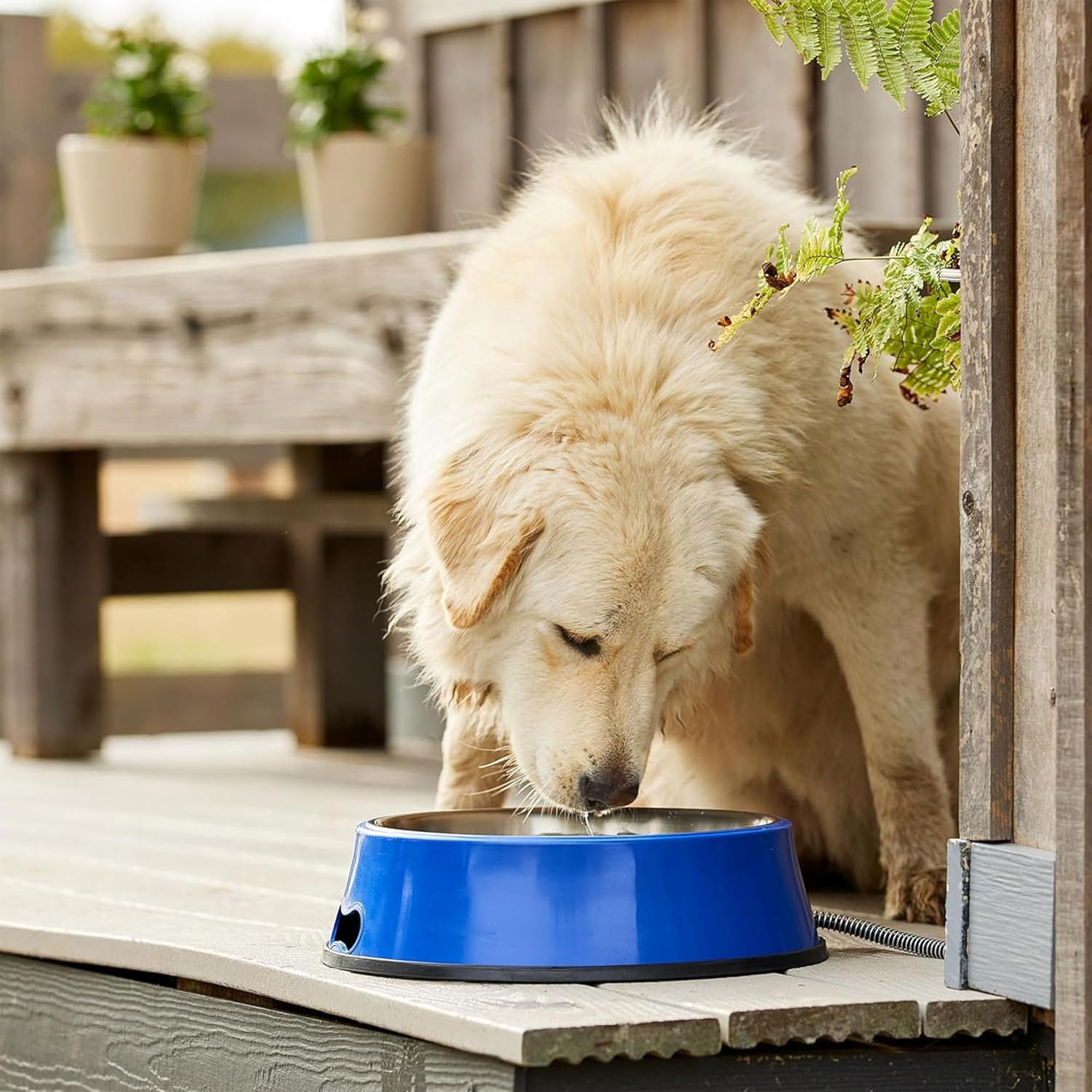 Farm Innovators SB-60 Signature Series – Recipiente eléctrico de agua para mascotas con 5.5 cuartos de galón con inserto de acero inoxidable,
