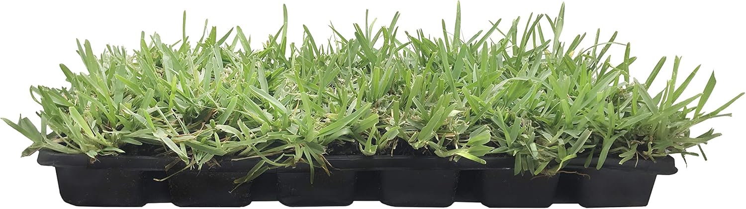 St. Augustine ‘Floratam’ – Tapones de césped de 3 pulgadas, 6 tapones vivos extra grandes, césped tolerante a la sequía, la sal y la sombra
