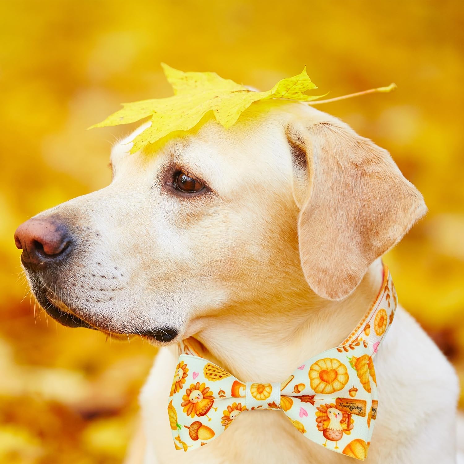 Corbatín de calabaza para perro con collar, pavo de Acción de Gracias y collar de cosecha para niños y niñas, cachorros grandes y medianos (pavo de