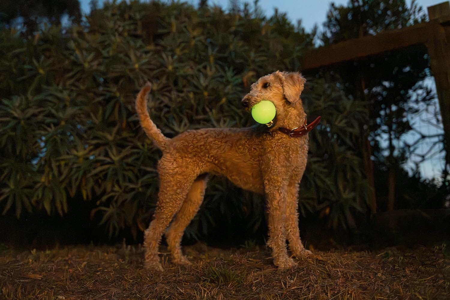 Harry Barker Bolas de goma y palo de goma para masticar, hueso de goma para perros, bolas brillantes de 2.5 pulgadas