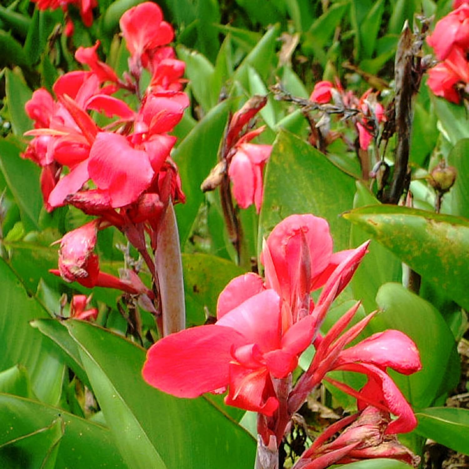 CHUXAY GARDEN Canna Edulis Seed – 15 semillas de arrurruz comestible raíz ornamental planta con flores hace un gran cultivo alimentario