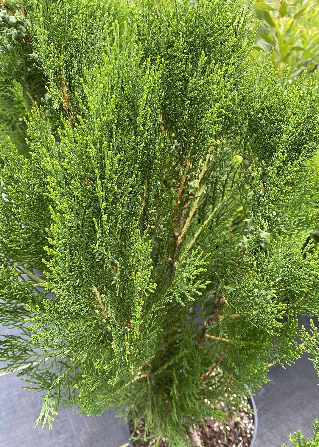 Blue Cone Arborvitae – Planta de tamaño de 1 galón vivo  Follaje azul verdoso vibrante para paisajismo, setos y pantallas de privacidad, tolerante a