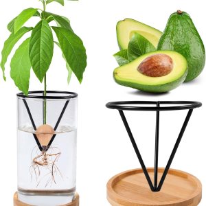 Bylion Kit de cultivo de árboles de aguacate, jarrón de cultivo de aguacate, base de madera, jarrón de iniciación de semillas de aguacate, maceta de Bylion Kit de cultivo de árboles de aguacate, jarrón de cultivo de aguacate, base de madera, jarrón de iniciación de semillas de aguacate, maceta de