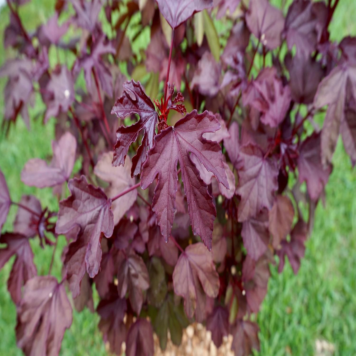 5 Hibiscus Cranberry, Semillas de arándano,Hibiscus Acetosella, Comestibles – QAUZUY GARDEN