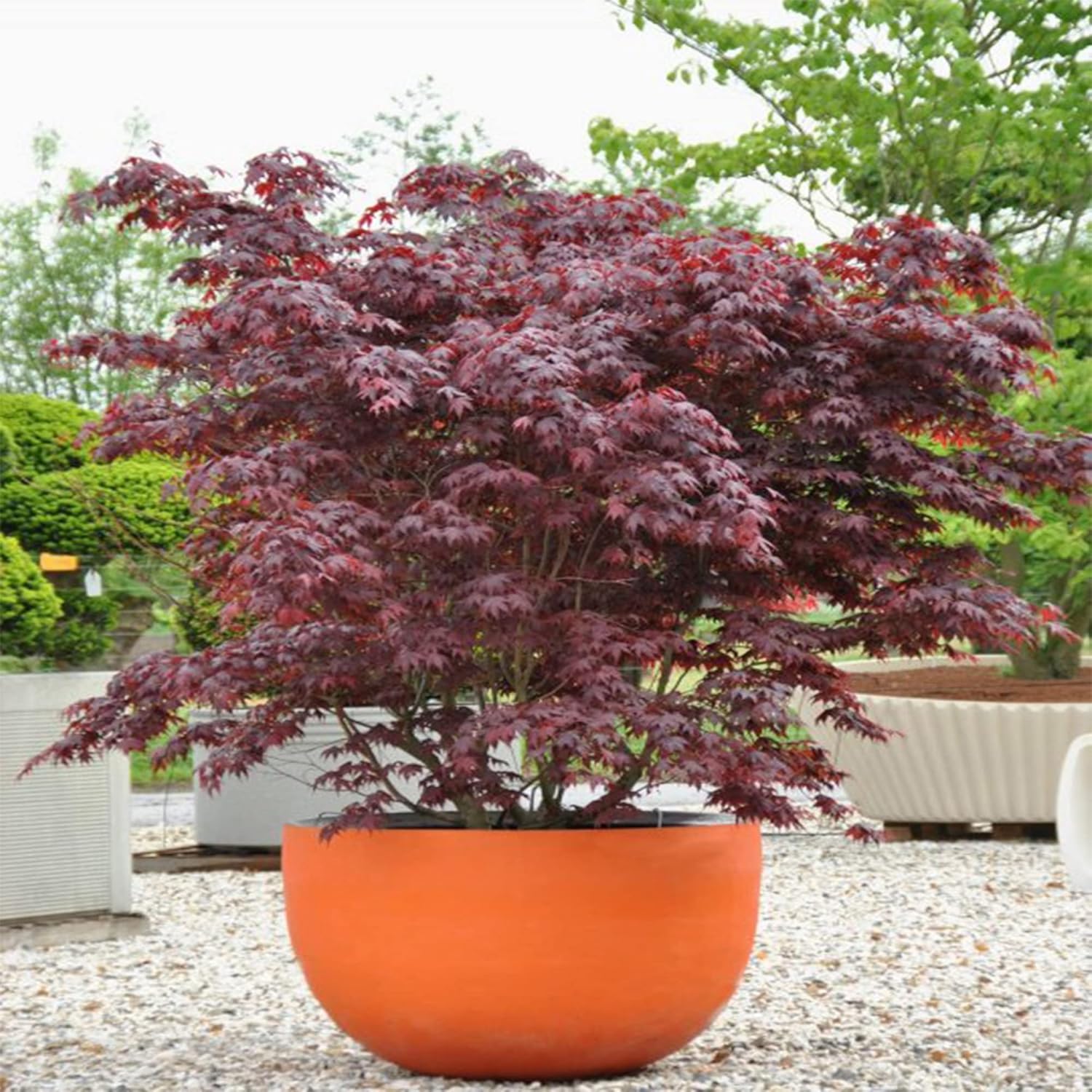 10 semillas de árbol de arce japonés Bloodgood, (Acer Palmatum), hoja de arce japonés de cinta roja, lóbulo palmeado. QAUZUY GARDEN