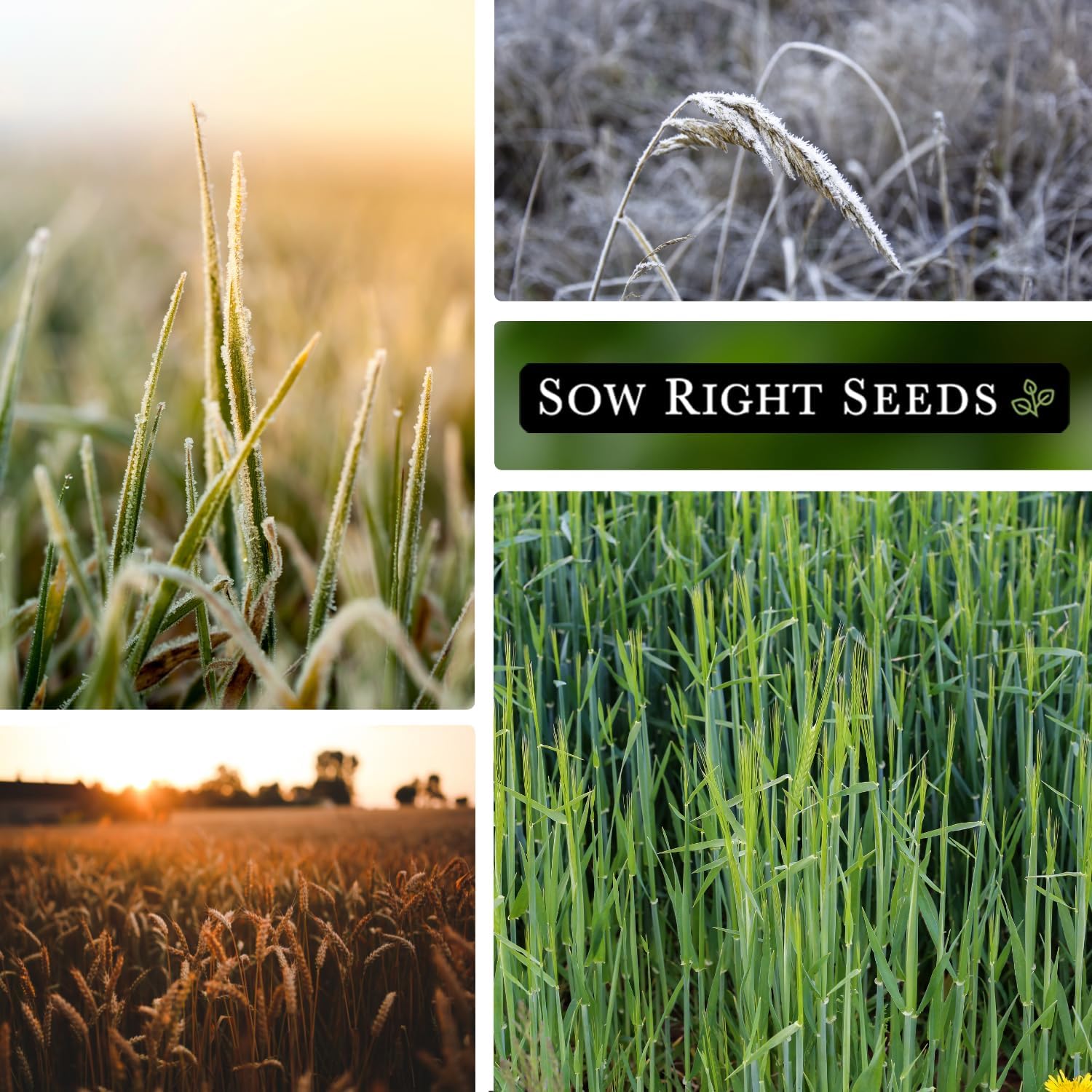 Sow Right Seeds – Semilla de centeno de invierno para plantar – Cubra los cultivos para plantar en el huerto de su hogar – Enriquece el suelo y