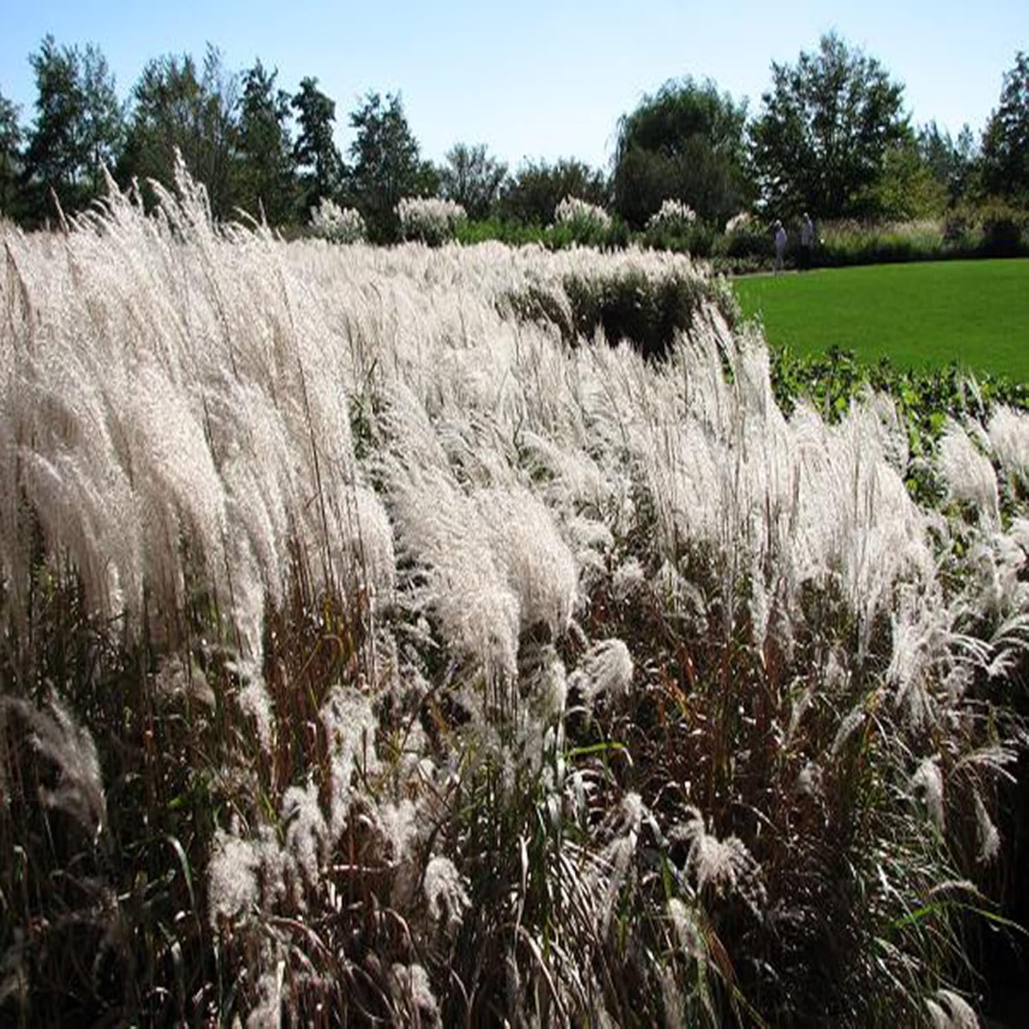 CHUXAY GARDEN Hierba perenne resistente a la llama Jocad Miscanthus Purpurascens Miscanthus Sinensis Hierba ornamental para todas las estaciones,