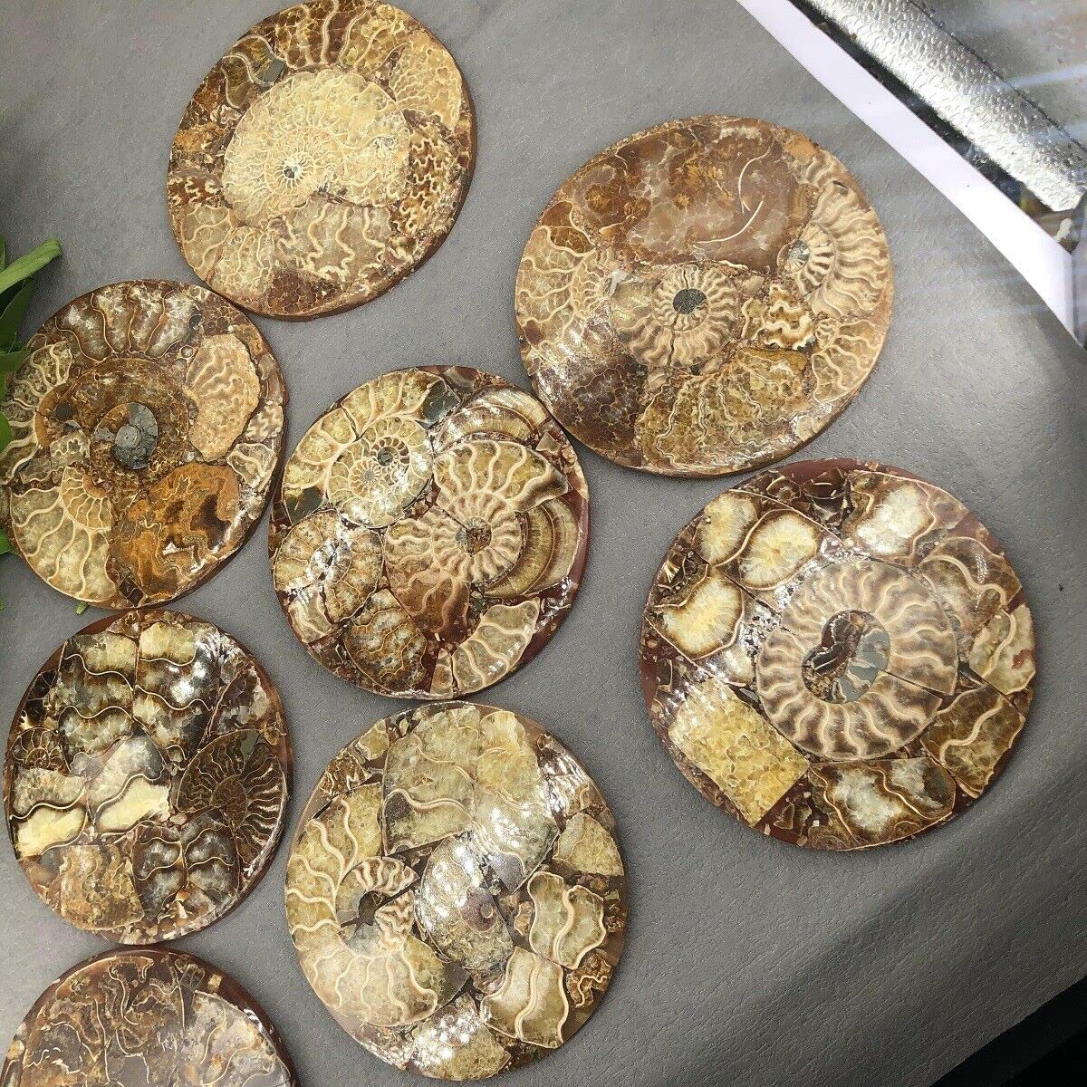 Disco de amonita natural, caracola fósil, espécimen de nautilus, decoración curativa, regalo de posavasos, disco artístico, cristal de cuarzo,