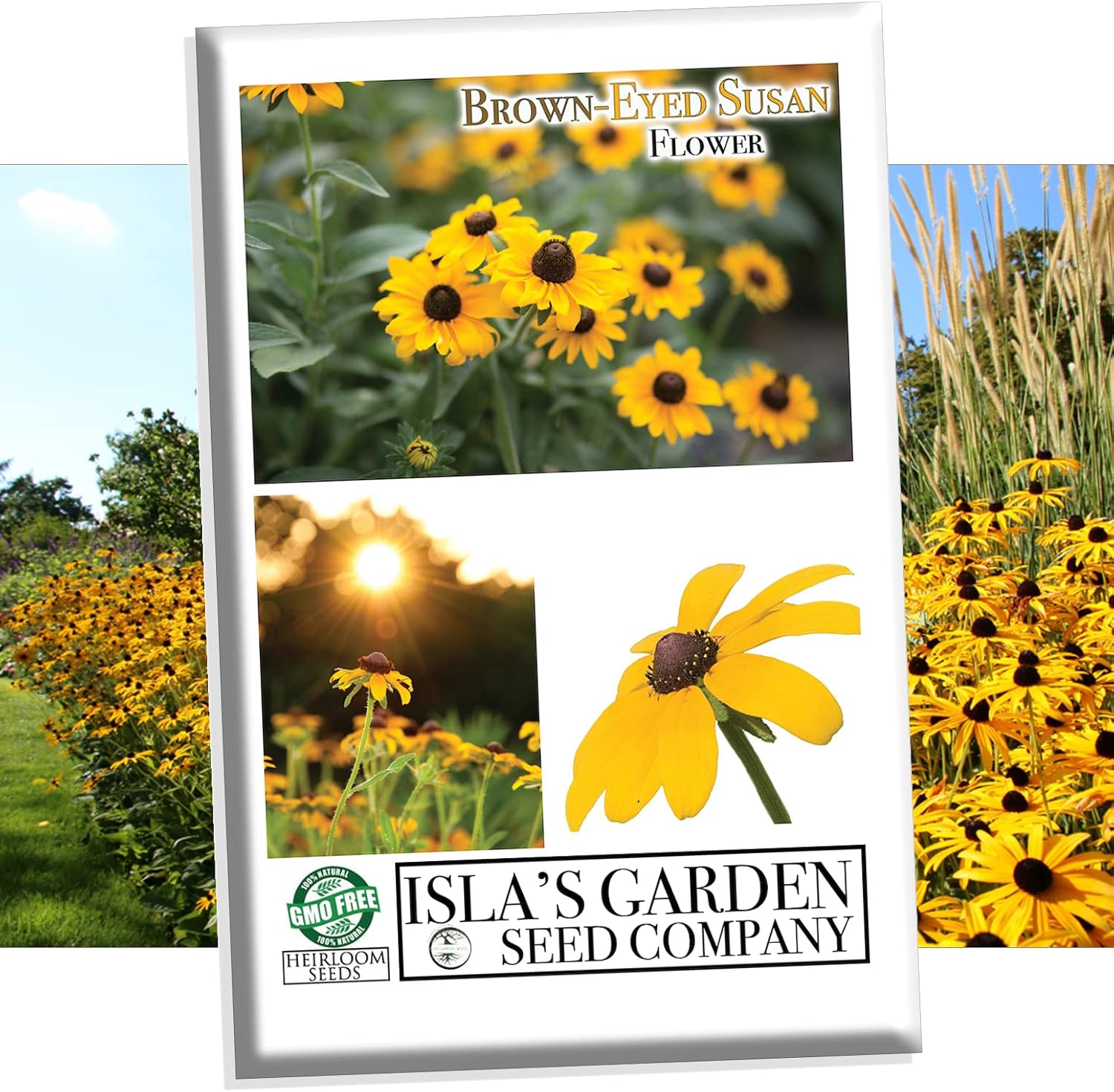 Semillas de flores Susan de ojos marrones para plantar, más de 3000 semillas por paquete, semillas de jardín de Isla (semillas de jardín de Isla),
