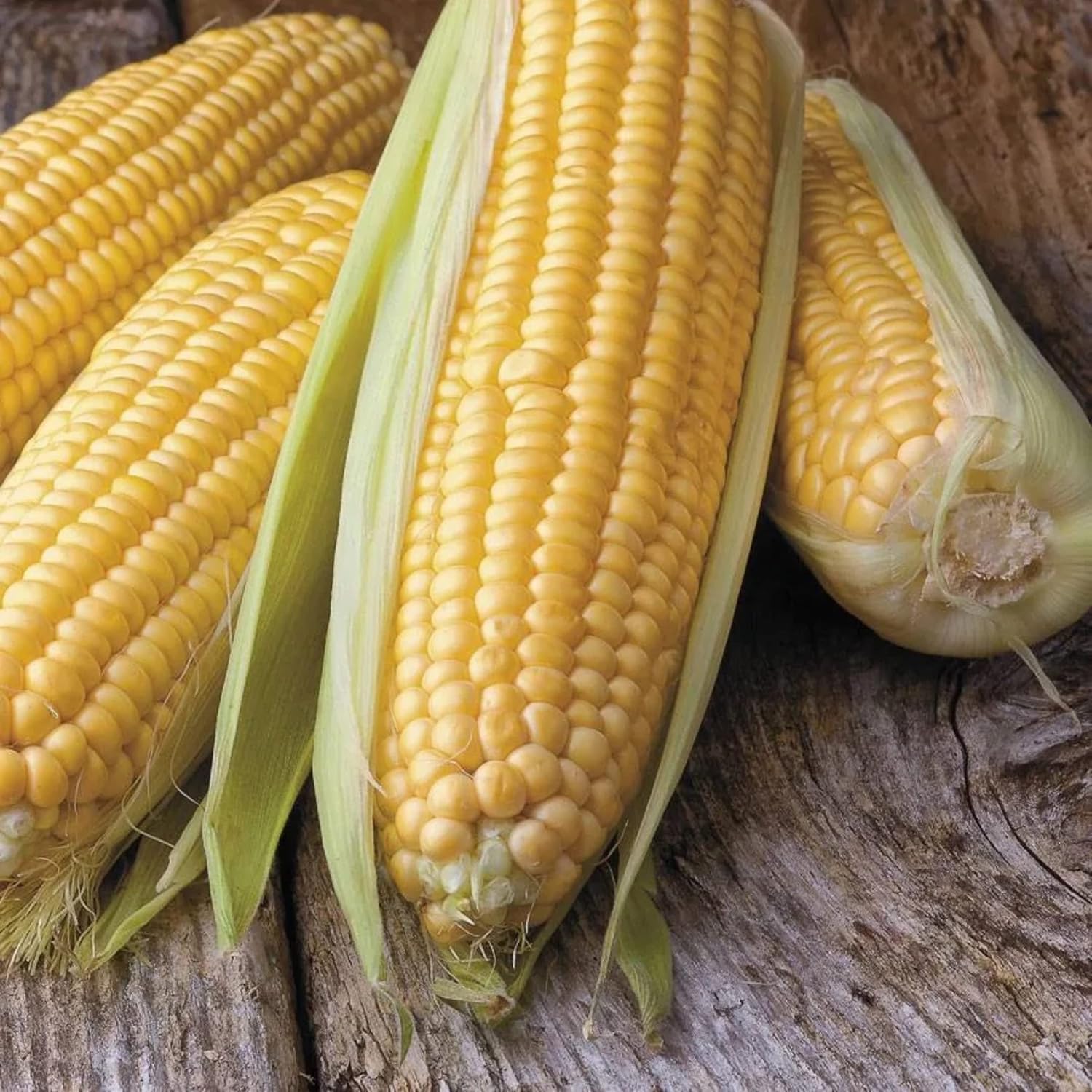Park Seed Honey Select Triplesweet Hybrid – Semillas de maíz galardonadas, paquete de 200 semillas