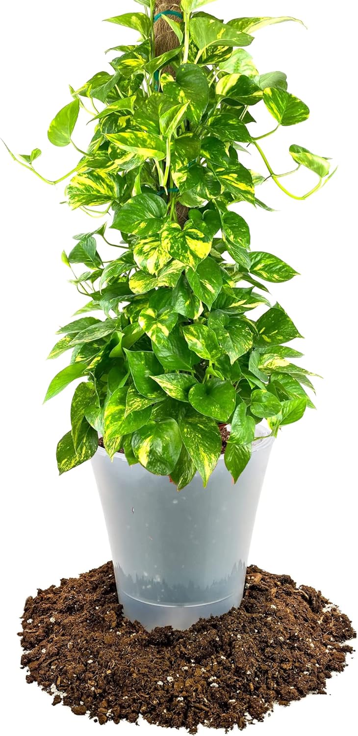 GARDENERA Mezcla para macetas purificadora de aire, 1 cuarto de galón, tierra para macetas para potos, palmeras de salón y lirio de la paz, hecha