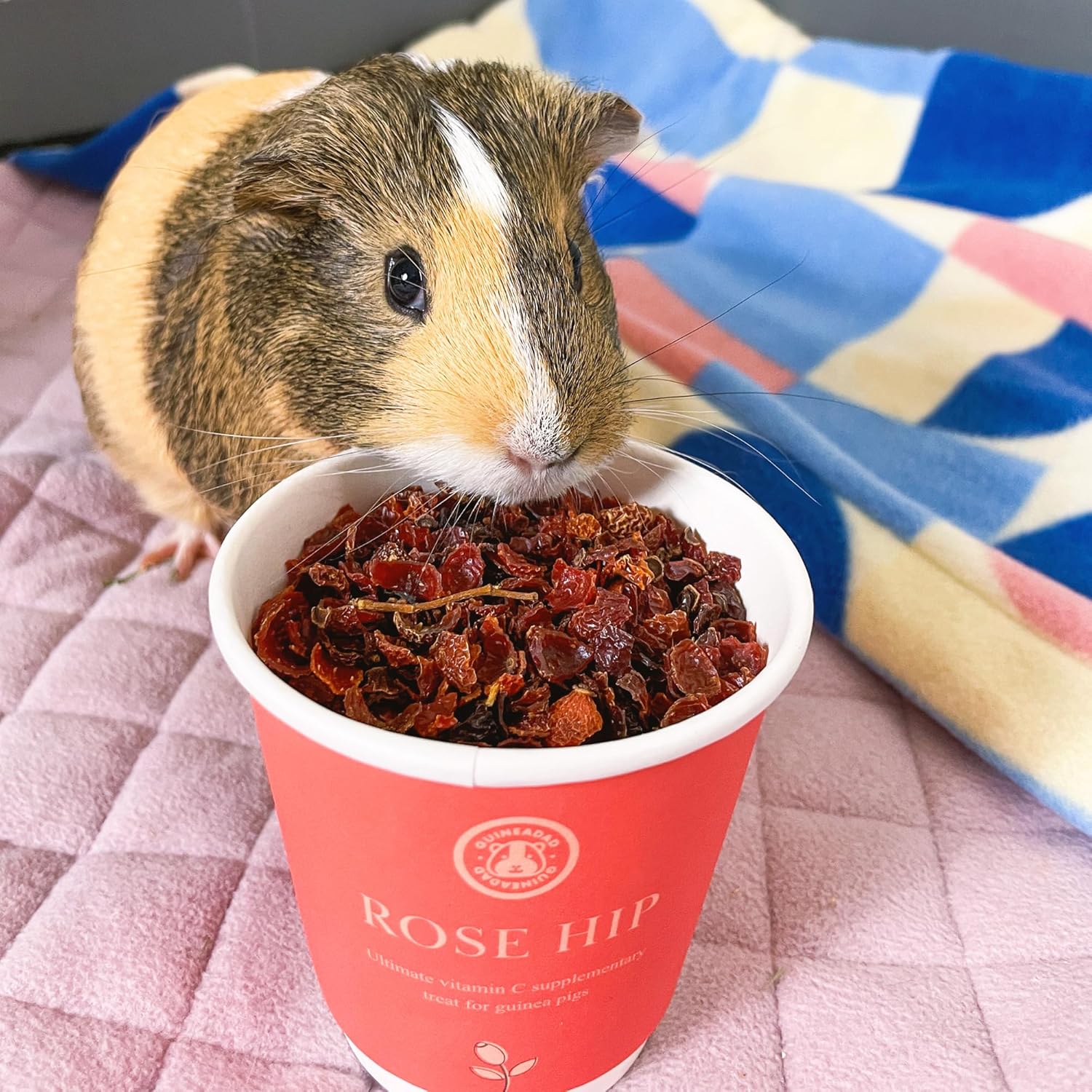 GuineaDad Golosinas de hierbas orgánicas de conejillo de indias  Comida para conejillo de indias con un embalaje conveniente  Sabor a rosa mosqueta