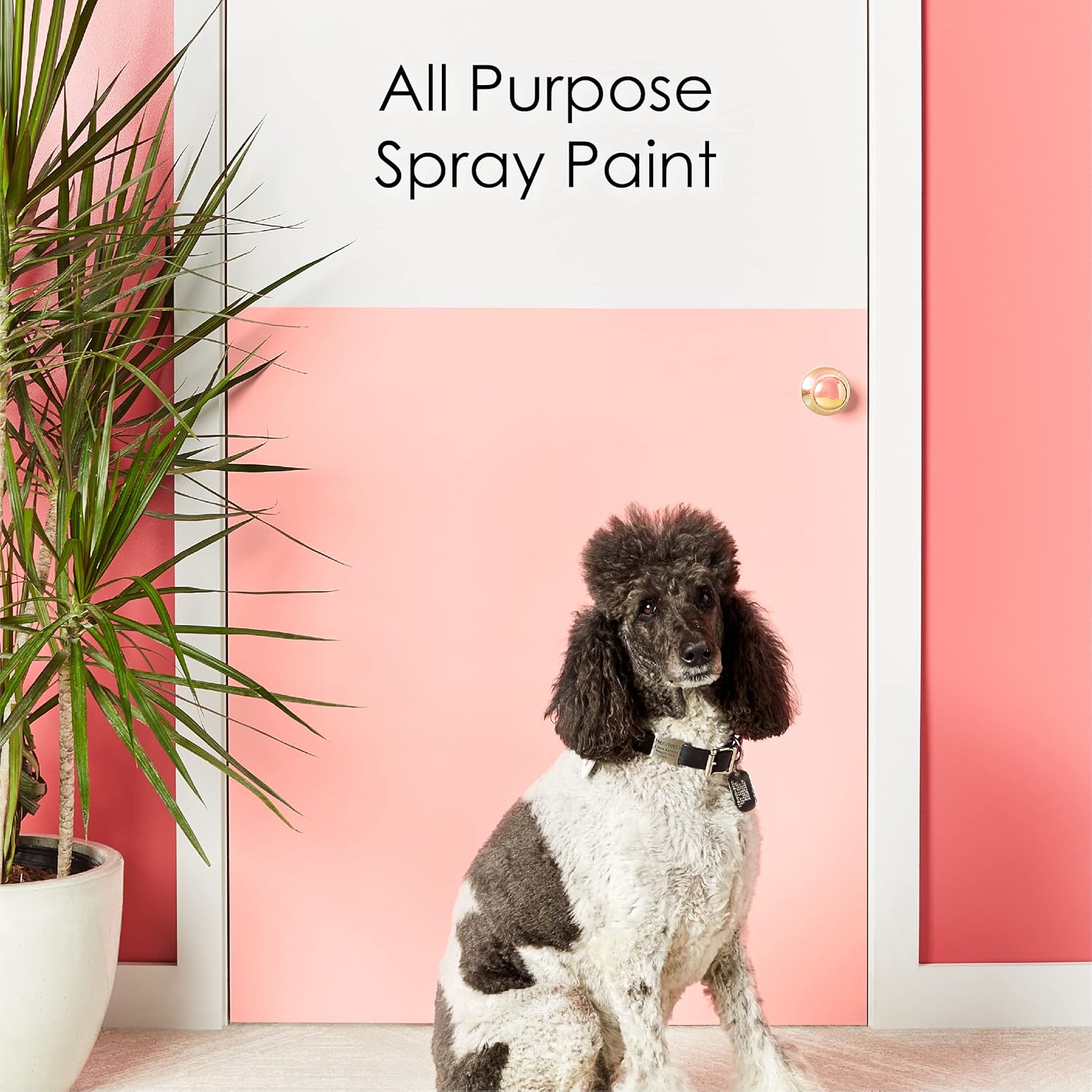 Krylon K05505007 COLORmaxx – Pintura y base en aerosol para uso en interiores y exteriores, color negro brillante, 12 onzas (paquete de 2)