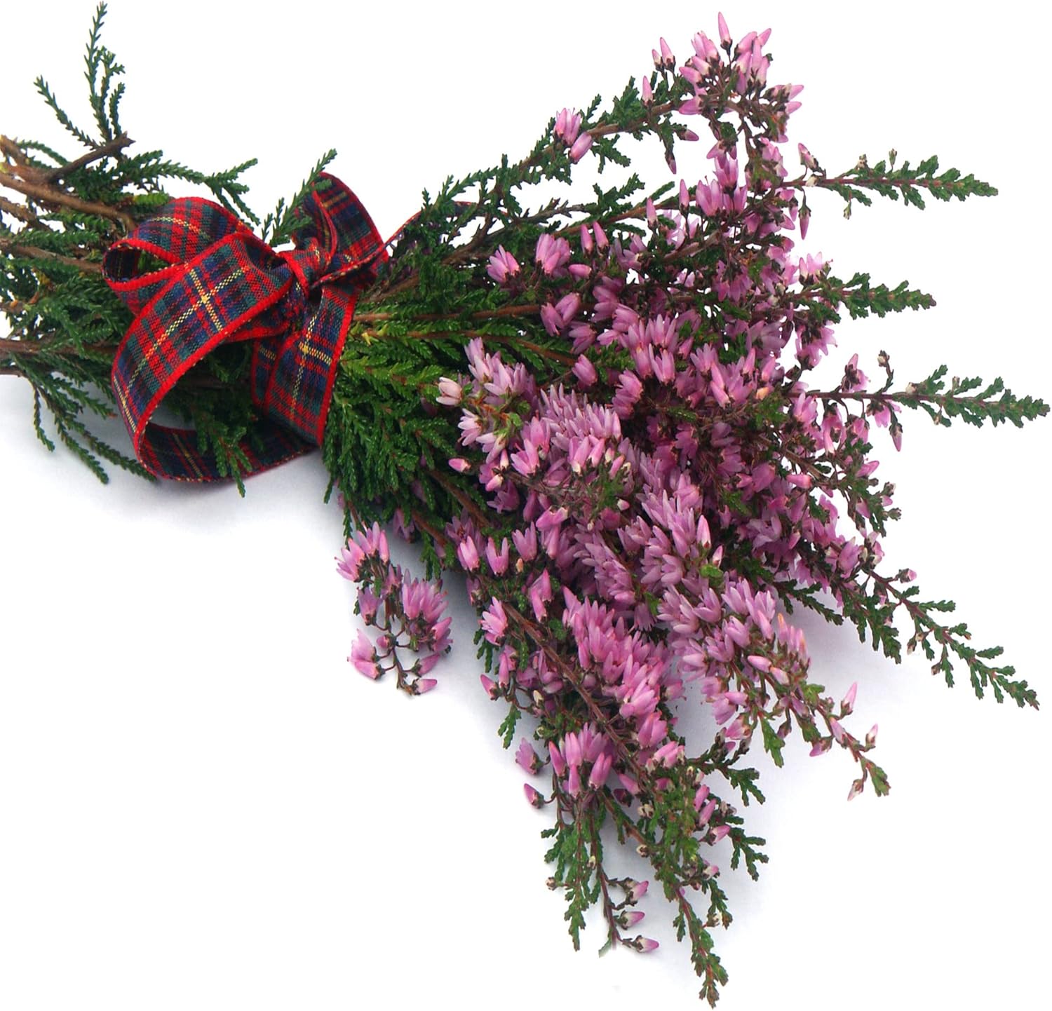 100 semillas de Calluna vulgaris, brezo escocés, cobertura del suelo perenne, atraen abejas y mariposas – QAUZUY GARDEN