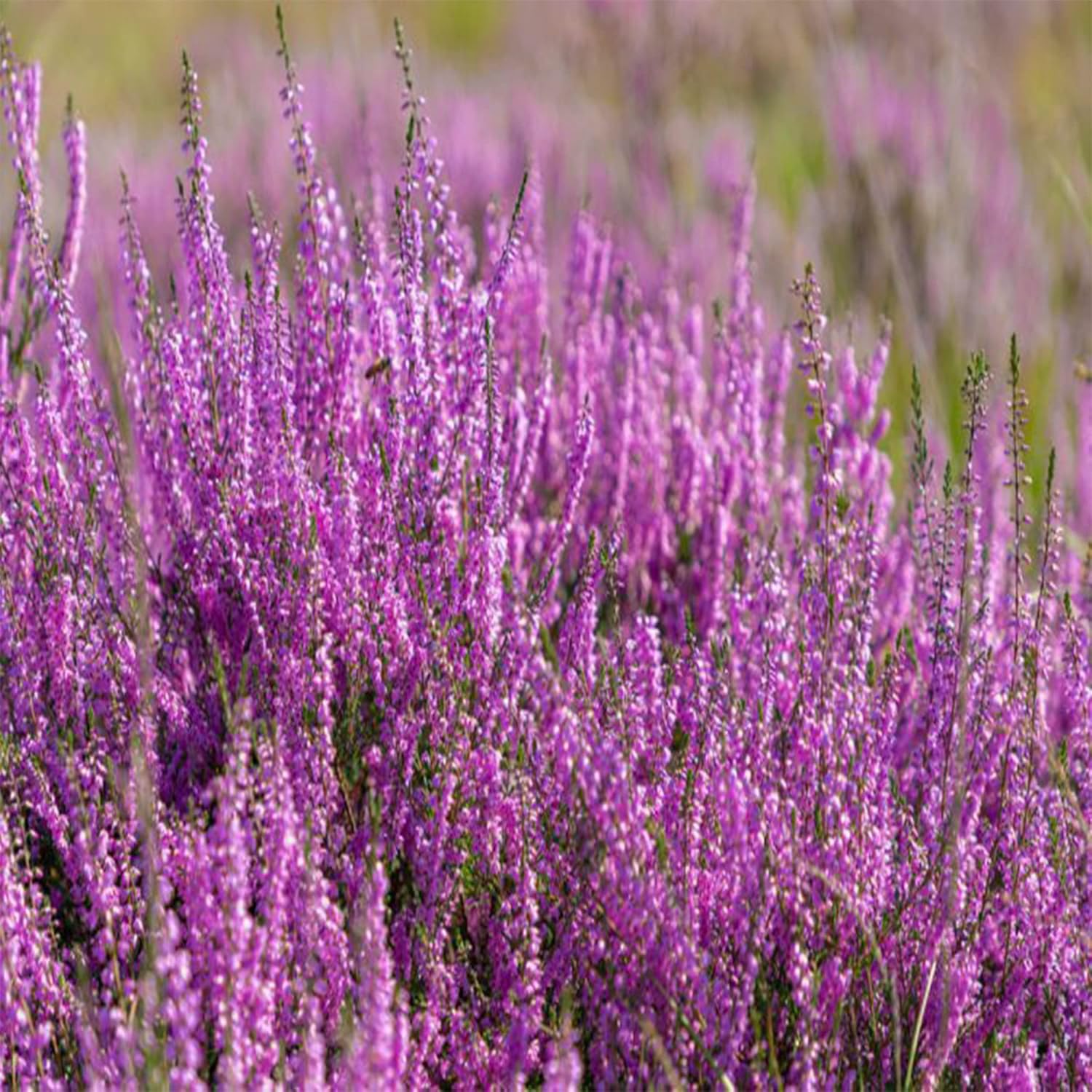 100 semillas de Calluna vulgaris, brezo escocés, cobertura del suelo perenne, atraen abejas y mariposas – QAUZUY GARDEN