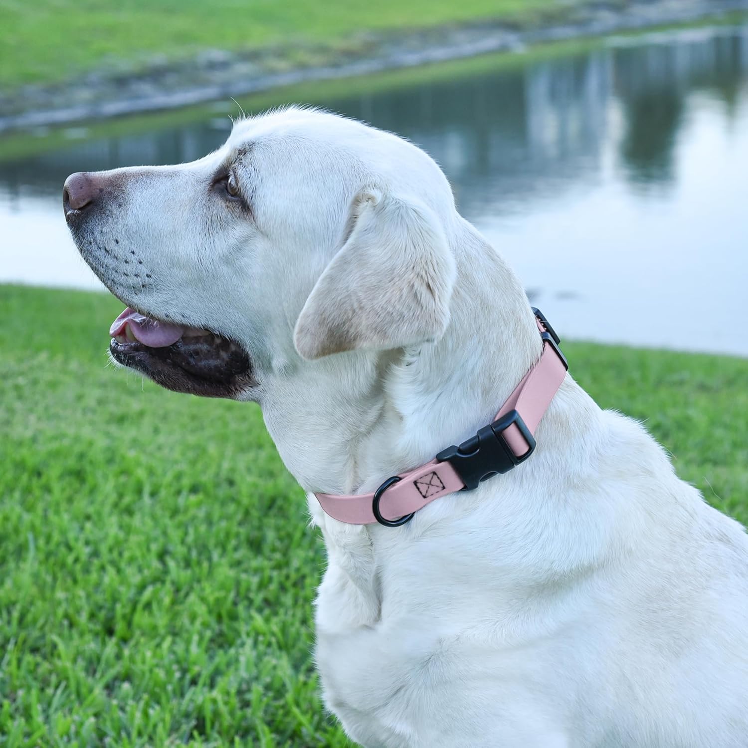 Dogline Biothane – Collar impermeable para perro con hebilla de liberación rápida, resistente cincha de nailon recubierta con resistente y a prueba