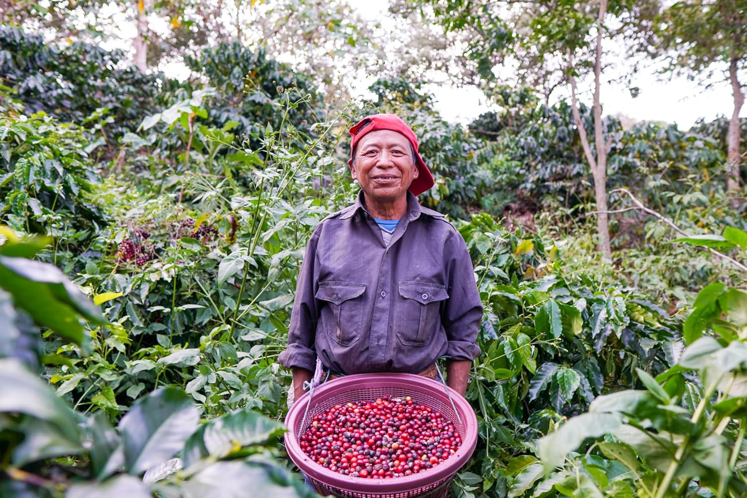 Con Todo Coffee, Café de los Muertos en grano entero, café de grano entero, 8 onzas