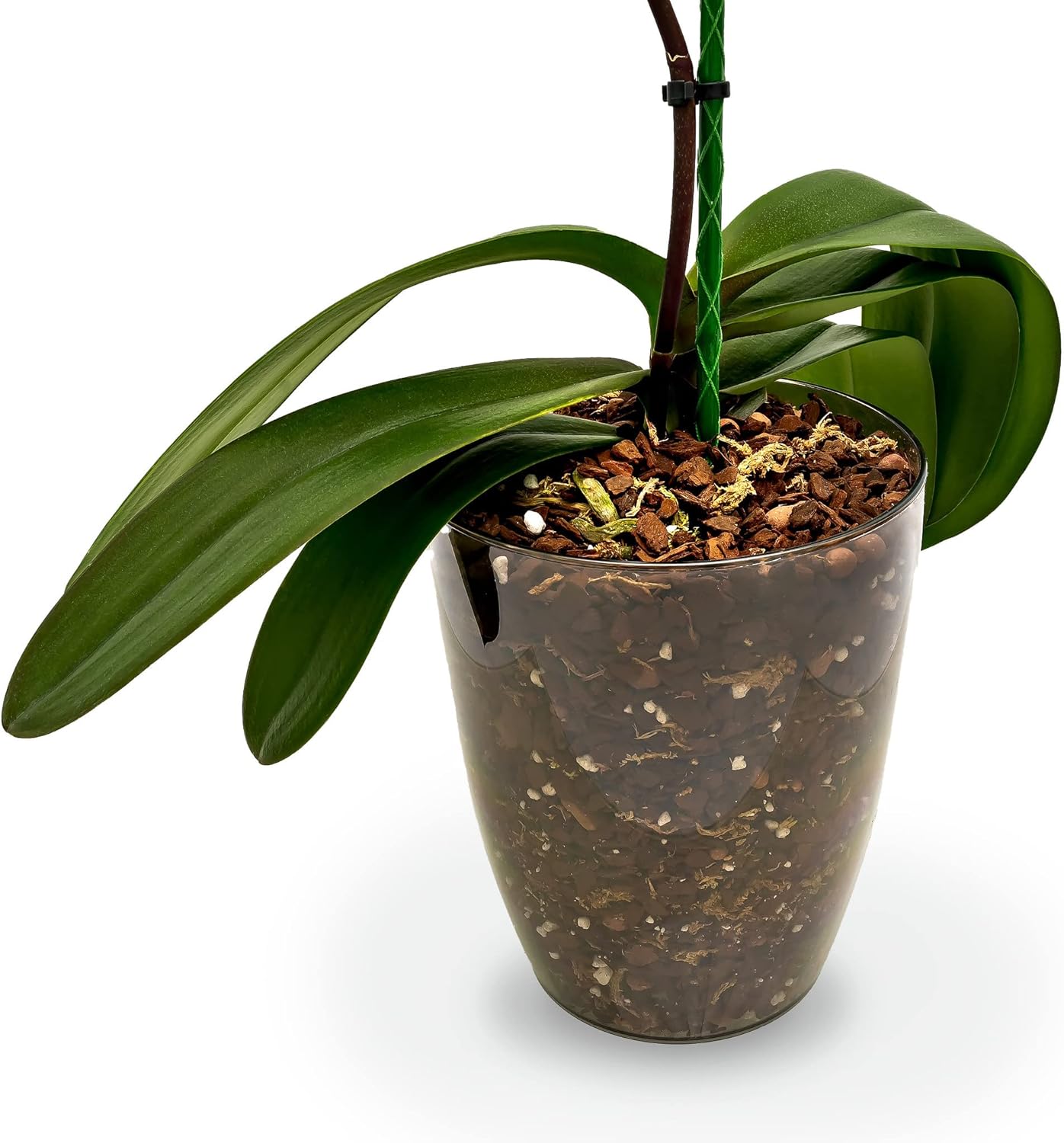 Mezcla de tierra orgánica para orquídeas de primera calidad, mezcla a mano, mezcla clásica de musgo esfagnum para orquídeas Phalaenopsis, 5 cuartos