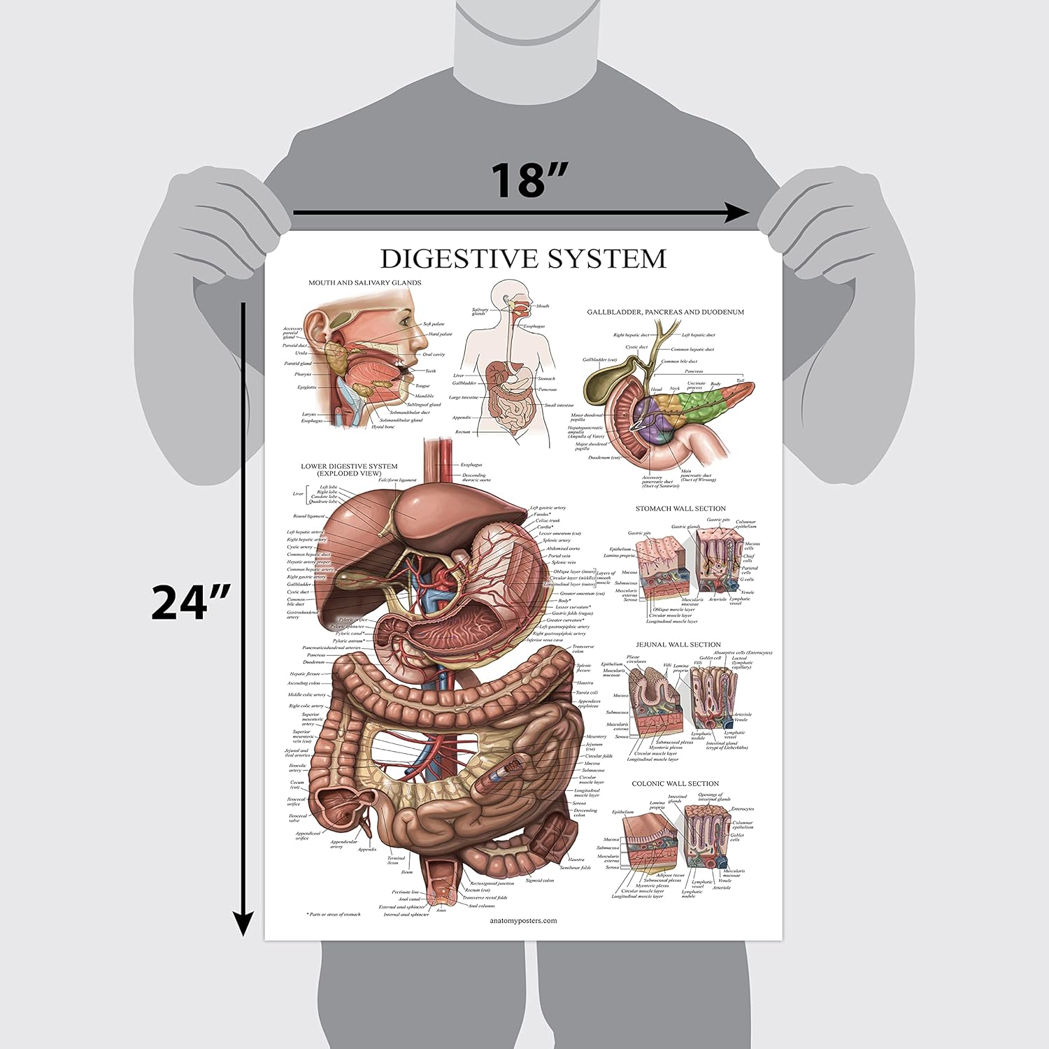 Palace Learning Cuadro anatómico laminado del sistema digestivo – Cartel de anatomía gastrointestinal 18″ x 24″