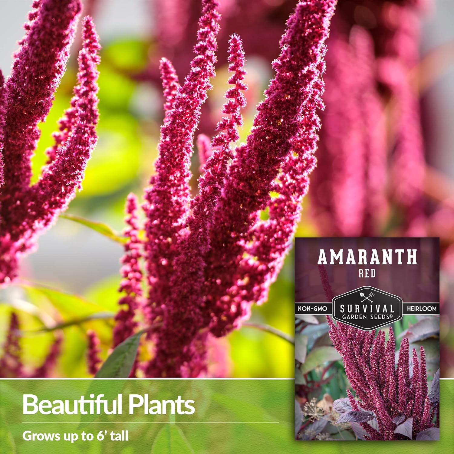 Survival Garden Seeds – Semilla de amaranto rojo para plantar – 3 paquetes con instrucciones para plantar y cultivar plantas gigantes de grano