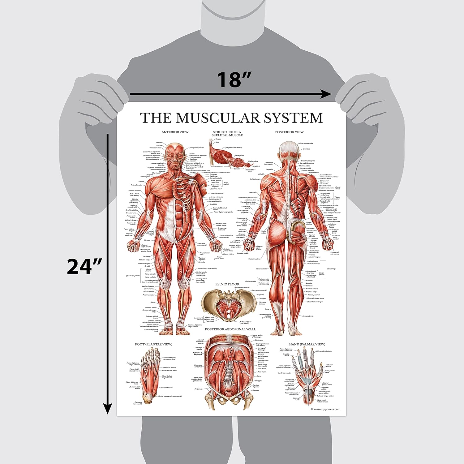 Palace Learning Paquete de 3 carteles de anatomía muscular, esqueleto y sistema endocrino, gráficos anatómicos del sistema muscular y esquelético,