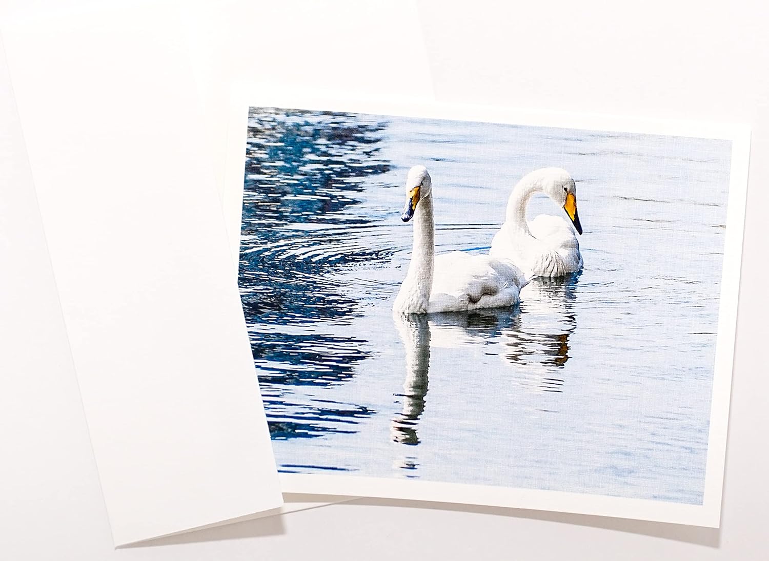 Tarjetas de notas texturizadas para fotografía de pájaros, sobres a juego, juego en caja (4.25 x 5.50 pulgadas), interior en blanco, fabricado en