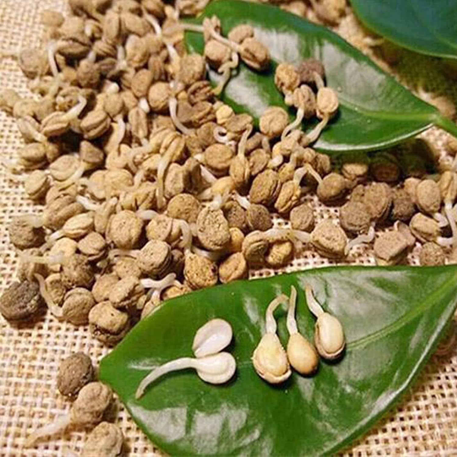 QAUZUY GARDEN – 300 semillas de ginseng americano estratificadas Panax quinquefolium L, fáciles de cultivar, cultiva tu propio ginseng