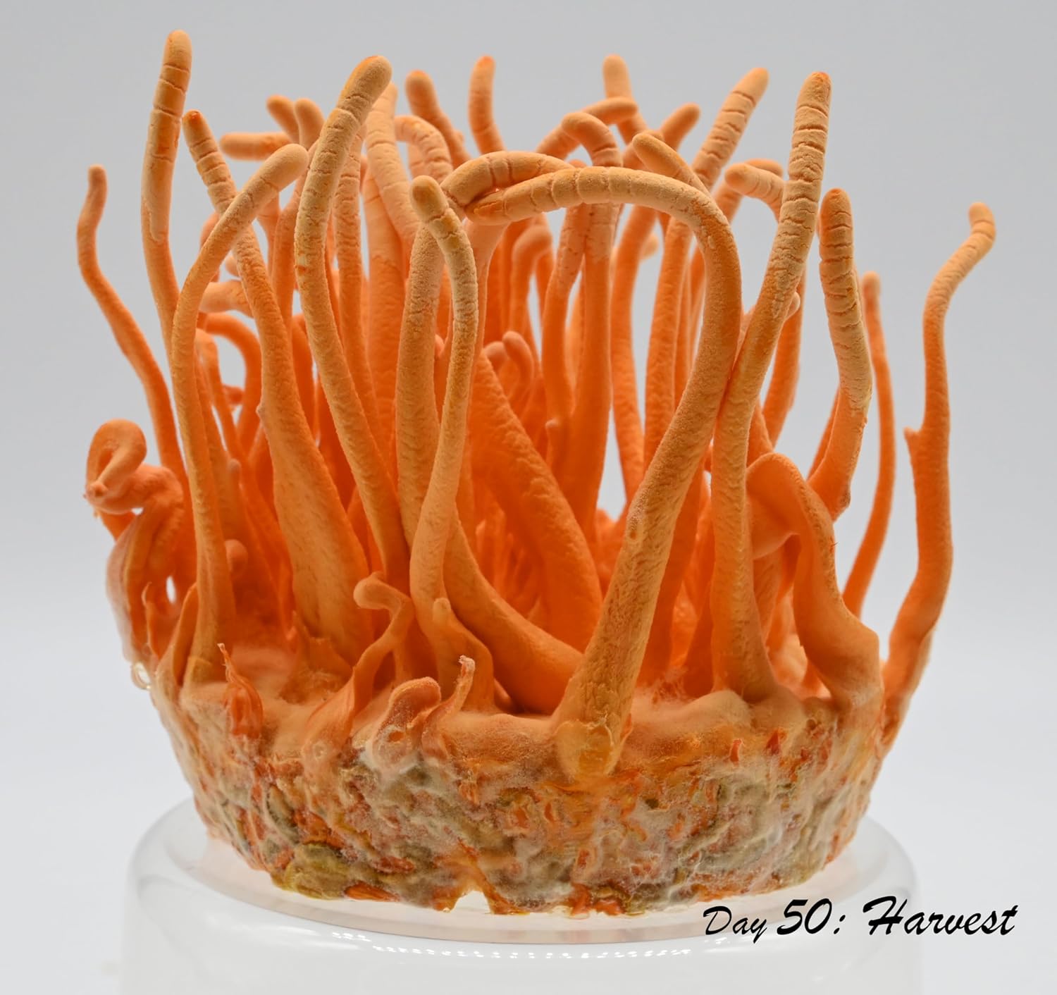 Root mushroom Farm- Cultivos líquidos de hongos Más 30 cepas disponibles.