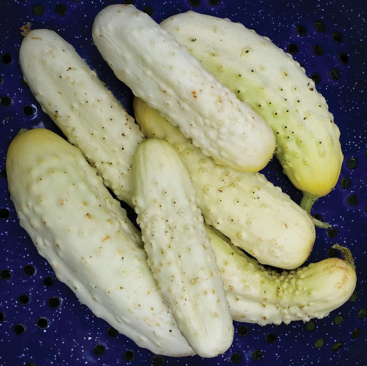 Semillas de pepino blanco en vinagre Heirloom vegetal no transgénico