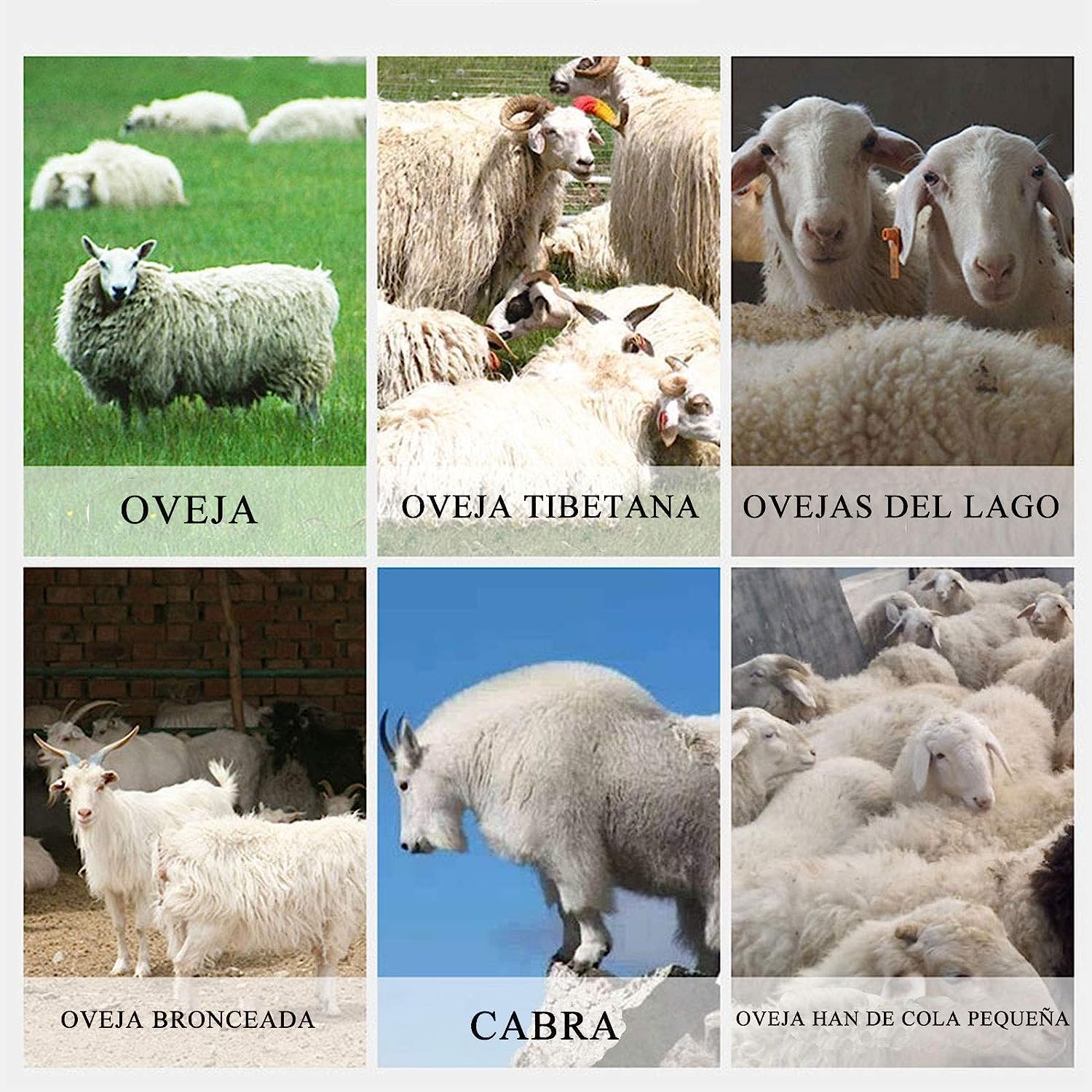 CGOLDENWALL Cizalla de ovejas eléctrica portátil profesional con 6 velocidades ajustables para caballos, ganado, cabras, poni verde, 110 V (9